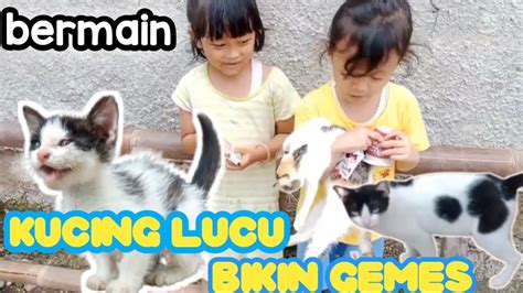 Bermain Kucing Lucu Kucing Kampung Kucing Angora Kucing Persia Kucing