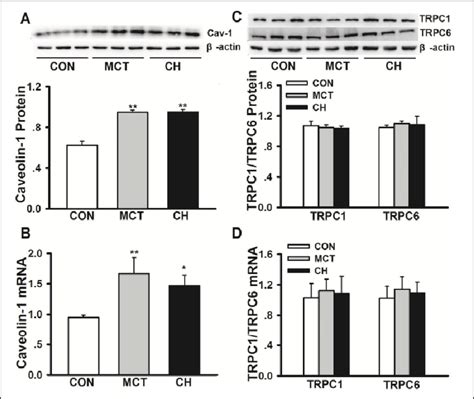 Alterations In Cav 1 And TRPC Expression In Endothelium Denuded Aortas