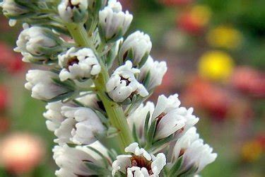 Резеда | ОгородСадовод.ком