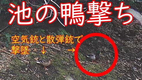 池の鴨撃ち duck hunting 狩猟 鴨猟 鴨撃ち YouTube