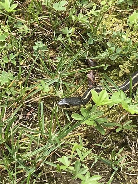 Snake Reptile Wildlife Free Photo On Pixabay Pixabay