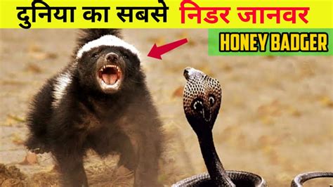 Honey Badger दनय क सबस नडर जनवर Hardest Animal To Kill In The