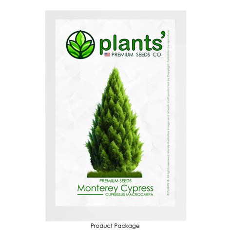 Monterey Cypress Premium Seeds Cupressus Macrocarpa Plants®