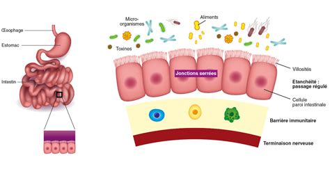 Le Microbiote Intestinal Arkopharma