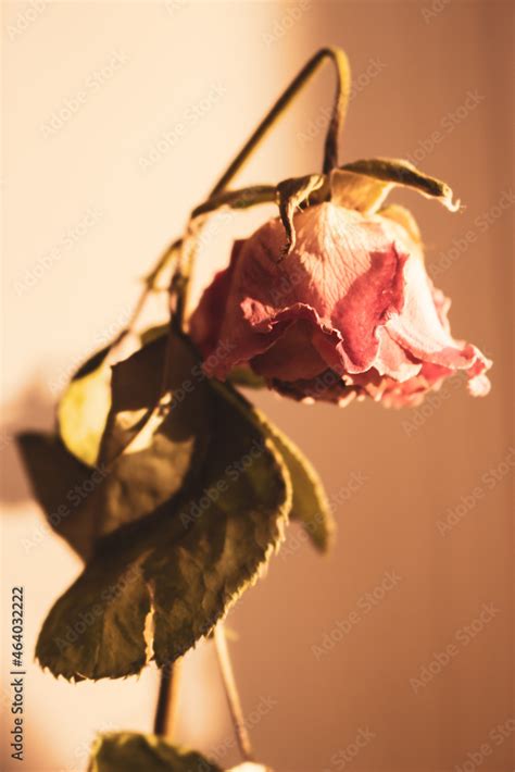 Rose Images With Sad Love