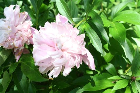 Brookwood Point & Gardens — Otsego Land Trust