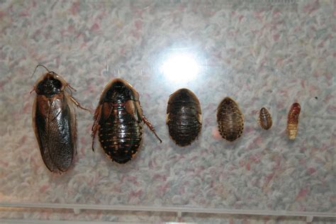 the dubia roach by Izusa on DeviantArt