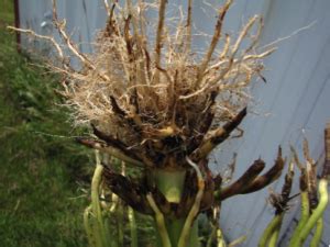 evaluating corn roots  rootworm damage integrated pest  crop