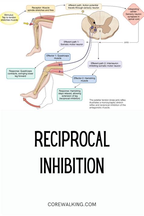 Reciprocal Inhibition | Muscle relaxer, Hamstring muscles, Muscle
