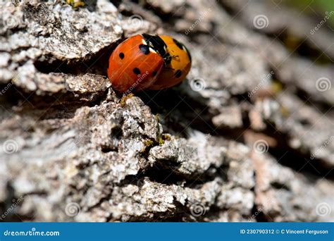 Ladybug Beetles Having Sex On A Log Stock Photo Image Of Botanical Insects