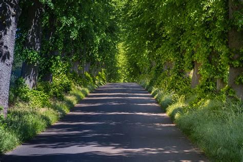 trees tree lined avenue price   photo  pixabay pixabay