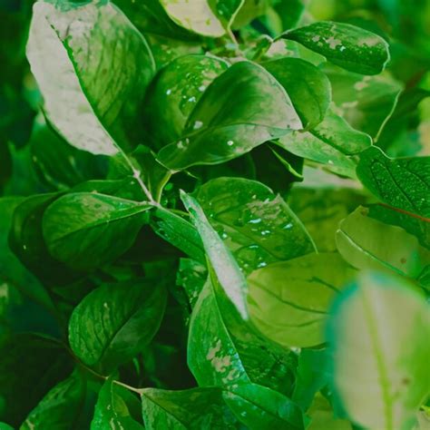 Premium Photo Green Nature Plants