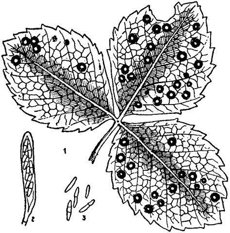 fungal leaf spot 2 – Integrated pest management