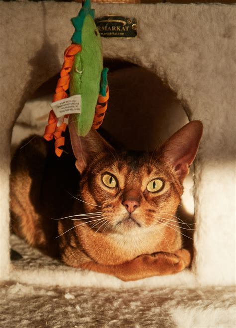 Available Cats | Southern California Abyssinian Rescue