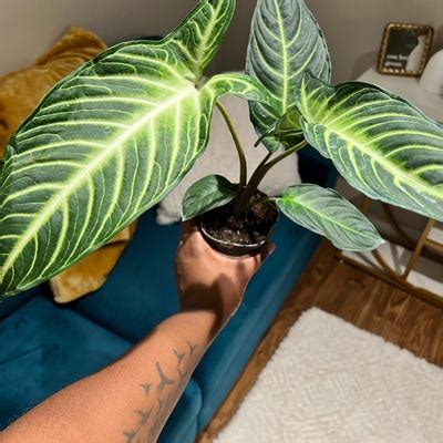 Kei Yoki African Violet Starter Plant ALL PLANTS Require You to ...