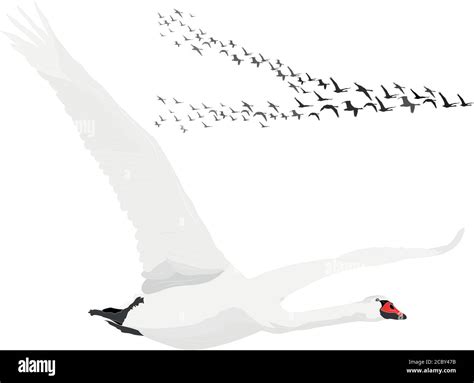 Swans Flying Swans Vector Image White Background Stock Vector Image