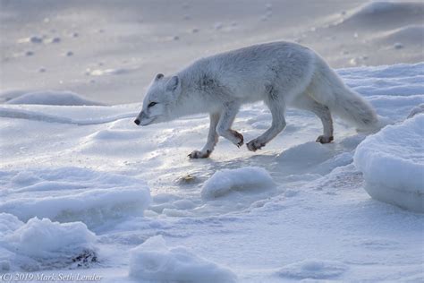 Arctic Fox Hunting — Destination: Wildlife™
