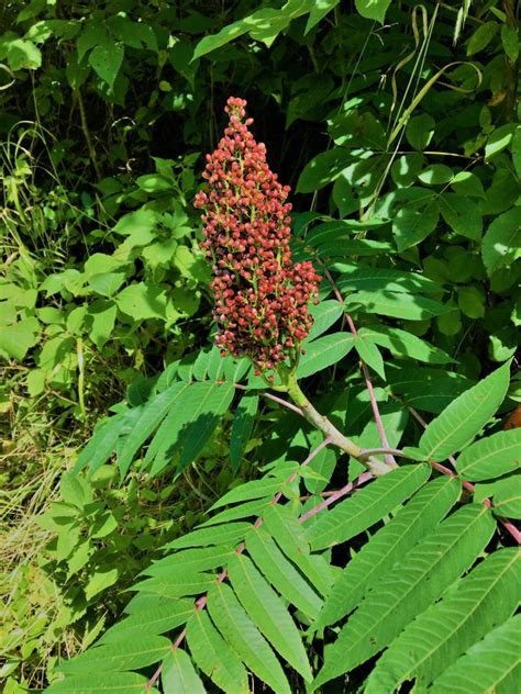 Wild sumac berries add local tang to seasonings | Mountain Xpress