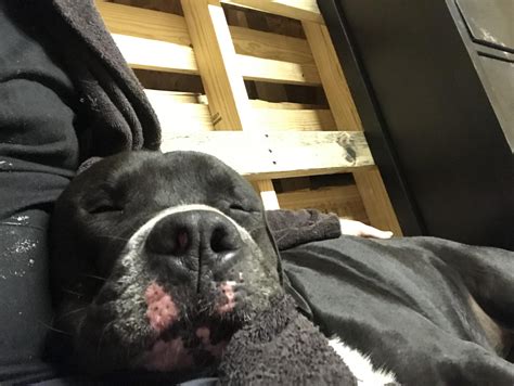 Xenia FOUND Dog! : r/dayton