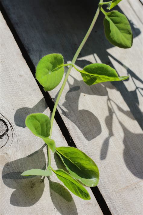 Lonicera ciliosa / Orange Honeysuckle - Hima Nursery