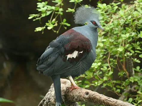 Western Crowned Pigeon