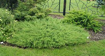 Можжевельник: посадка и уход в открытом грунте