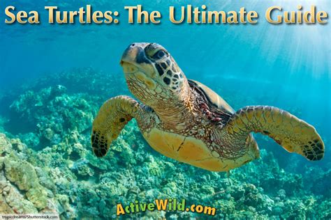 Hawksbill Turtle Facts For Kids | Kids Matttroy