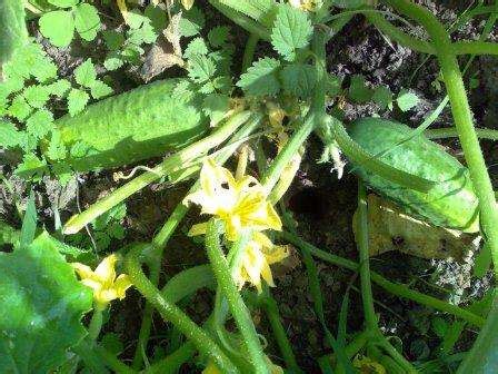 Самые урожайные сорта огурцов для открытого грунта. Фото