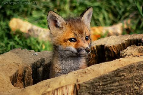 Baby Fox by Sagittor on DeviantArt