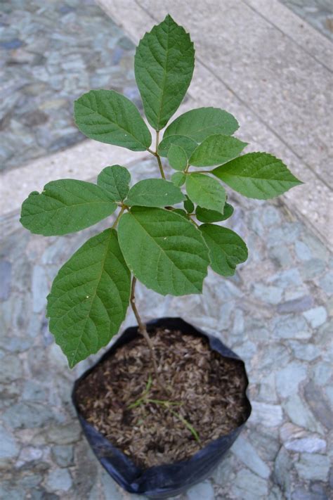 gold tree tonji  sylvias wildlife refuge