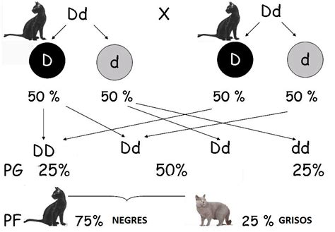 Dominancia Completa - Dominància completa - BIOPILI, apunts de biologia