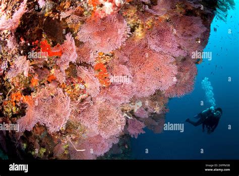 scuba diver  gorgonian fan acabaria sp tubbataha reef natural