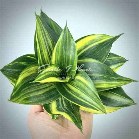 Sansevieria hahnii Green Mound Striata - exoticplantshop.org