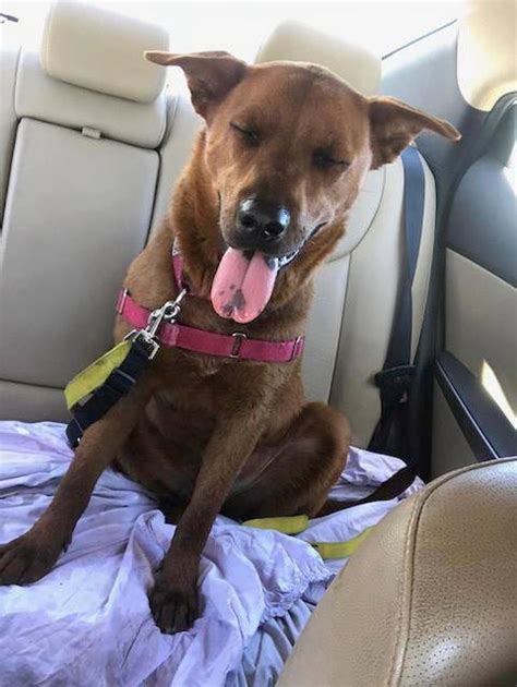 Sonny the Australian Cattle Dog Mix - DogPerDay