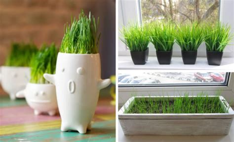Газон на подоконнике: как выращивать траву дома в горшке, для декора ...
