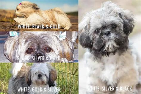 shih tzu coat colors  complete guide shih tzu lovers