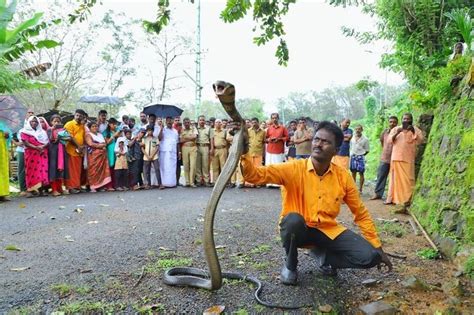 Kerala Wildlife Hero Vava Suresh Who Has Saved 50000 Snakes