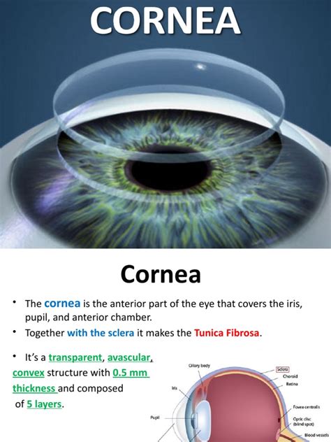 cornea  cornea human eye