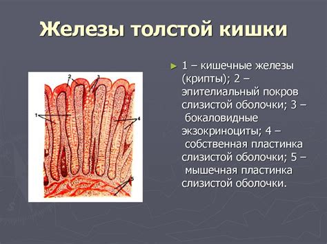 Слизистая оболочка толстой кишки покрыта эпителием - фото презентация