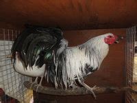 Yokohama | BackYard Chickens - Learn How to Raise Chickens