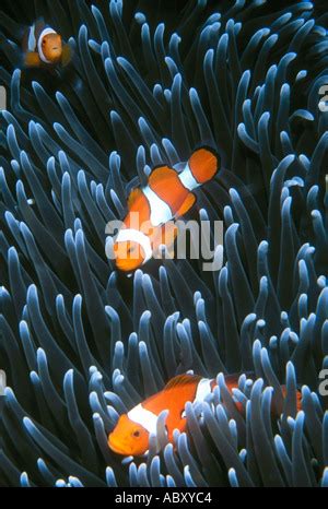 Une Famille De Trois Poisson Clown Amphiprion Percula Clown Vivant