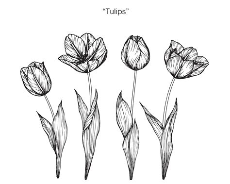 Flor Tulipa Desenho - Flor tulipa, desenho, ilustração | Vetor Premium