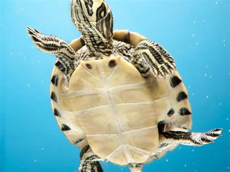 Tortue d eau les espèces de tortues aquatiques Ooreka