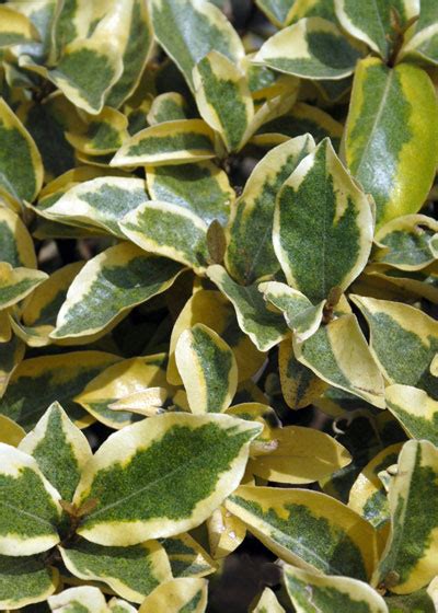 Plant of the Week – Elaeagnus: December 19, 2019 - Neil Sperry's GARDENS
