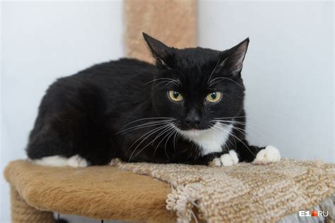 Британская черно белая кошка - картинки и фото koshka.top