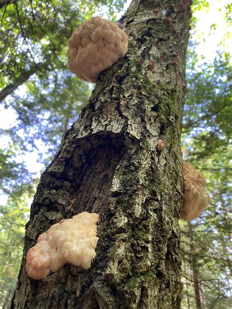 Lion S Mane Mushrooms Growing On A Tree By Lake George Ny R Fungi