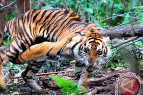 Kena Jerat Pemburu Harimau Sumatera Betina Selamat Dari Maut Begini