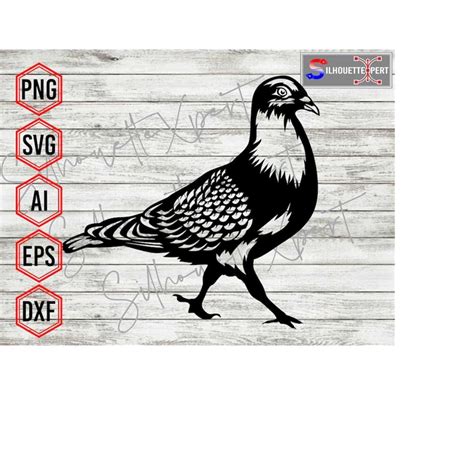 Walking Pigeon Svg Pigeon Svg Pigeon Vector Clipart Sil Inspire