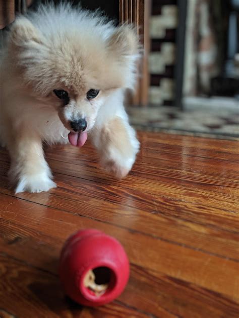 Can I Give My Puppy Peanut Butter In A Kong