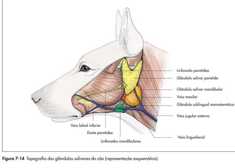 salivary mucocele  dogs symptoms  treatment artofit